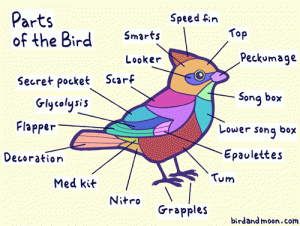 Bird Anatomy (1)