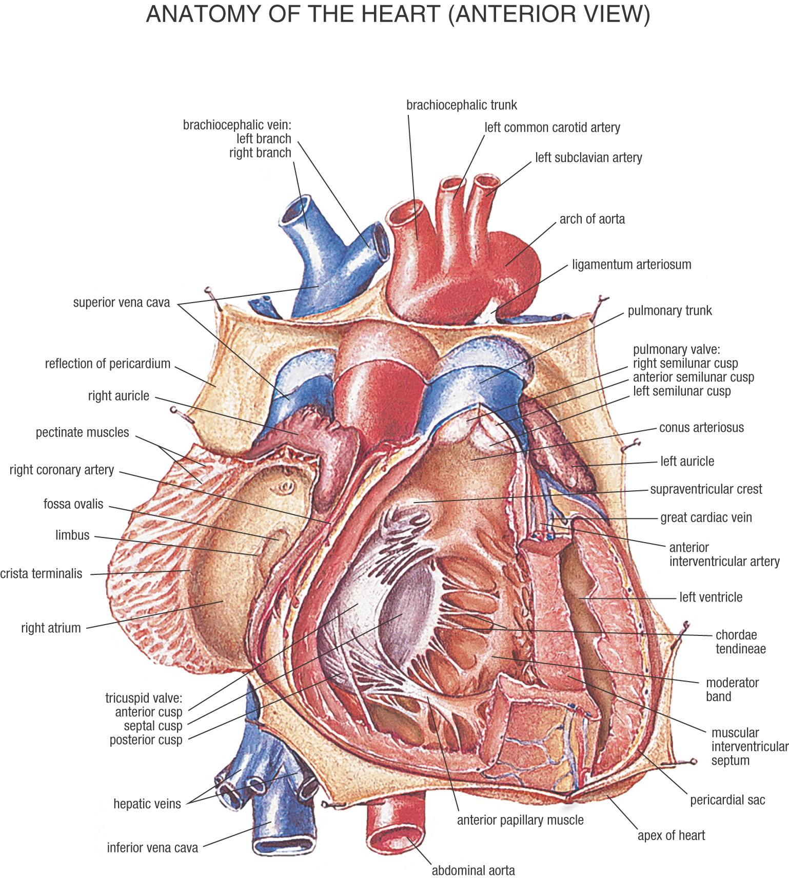 anatomy of the heart
