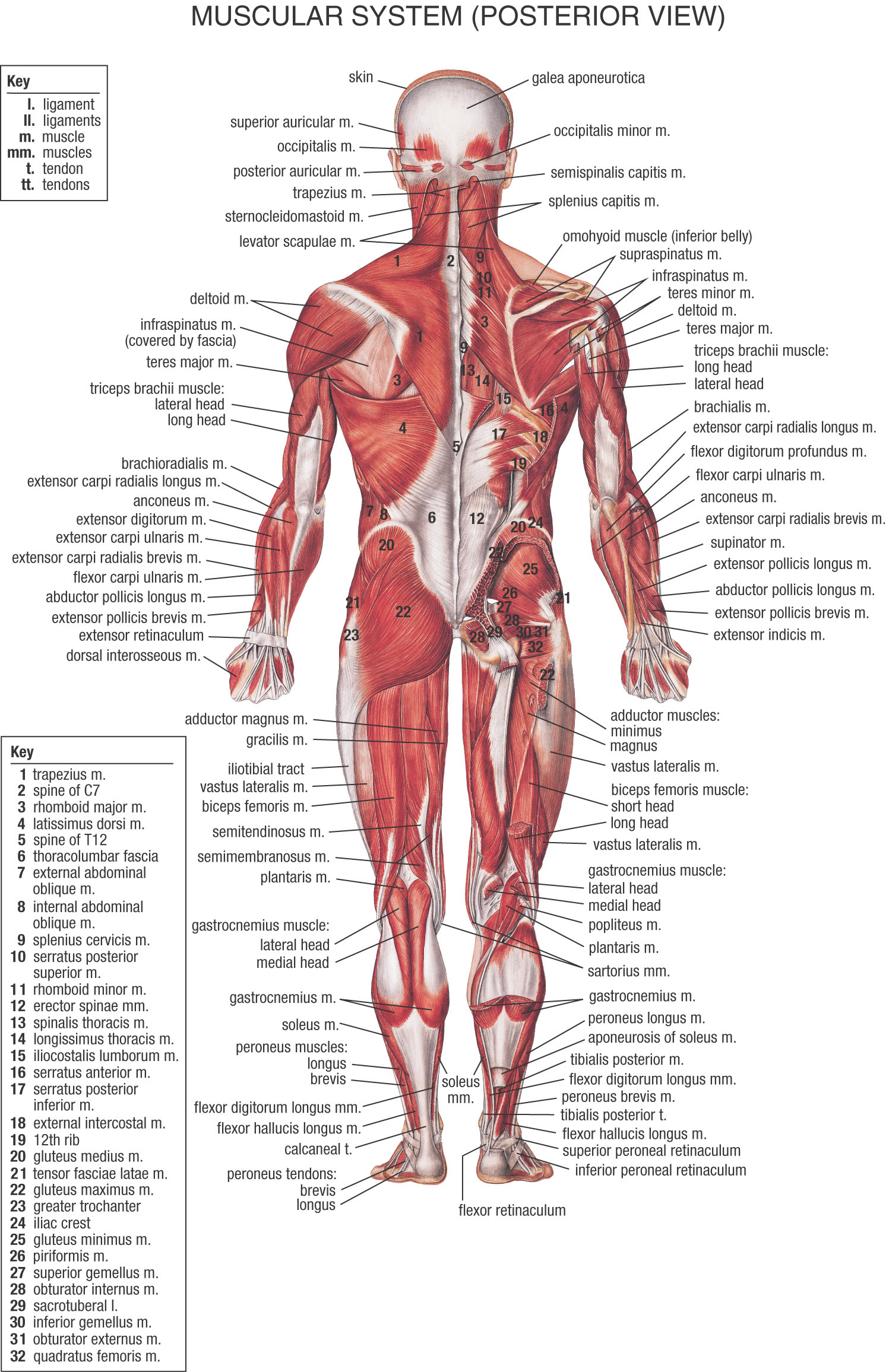 HB Muscular System Posterior