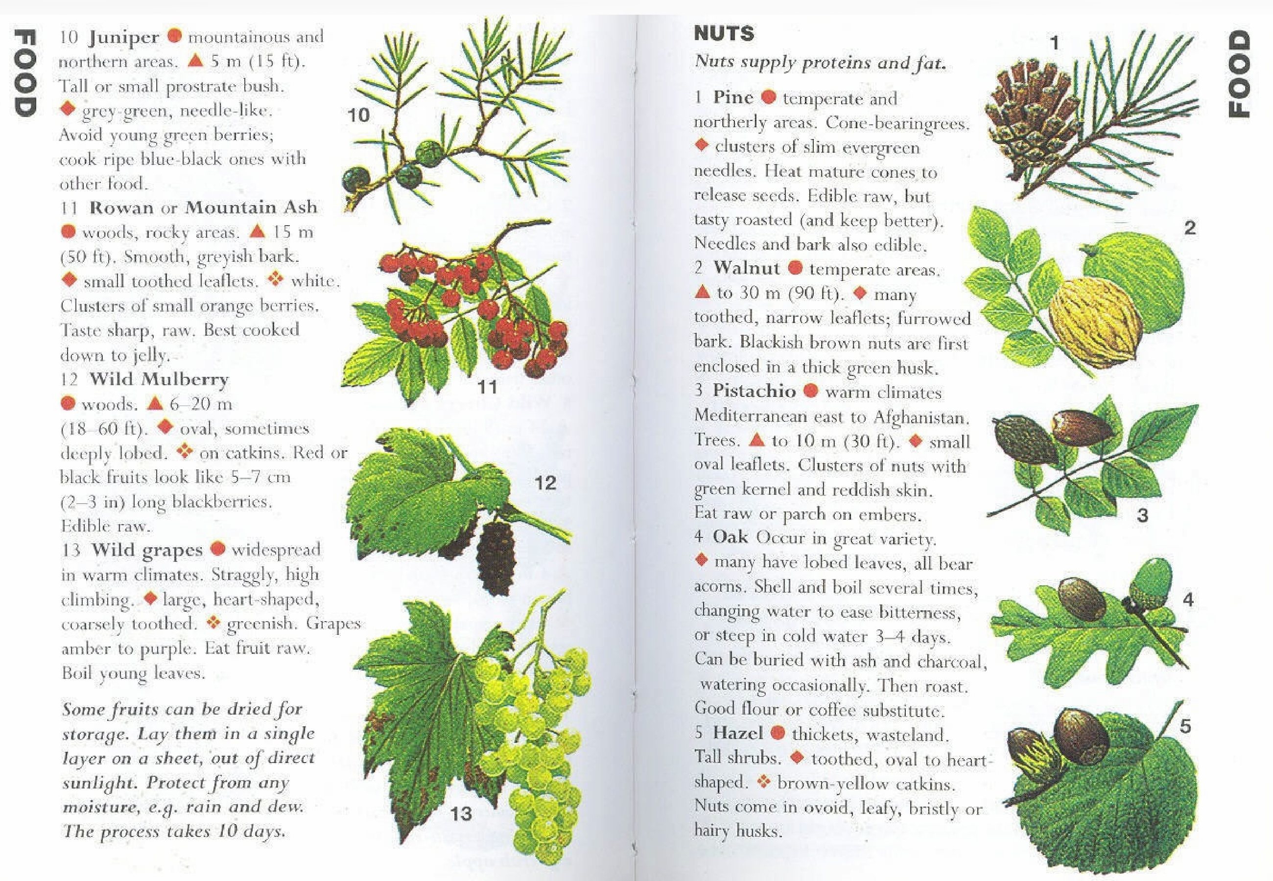 Poison Ivy Chart