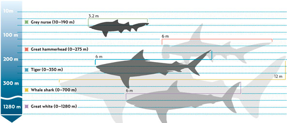 Nurse Shark Size Chart