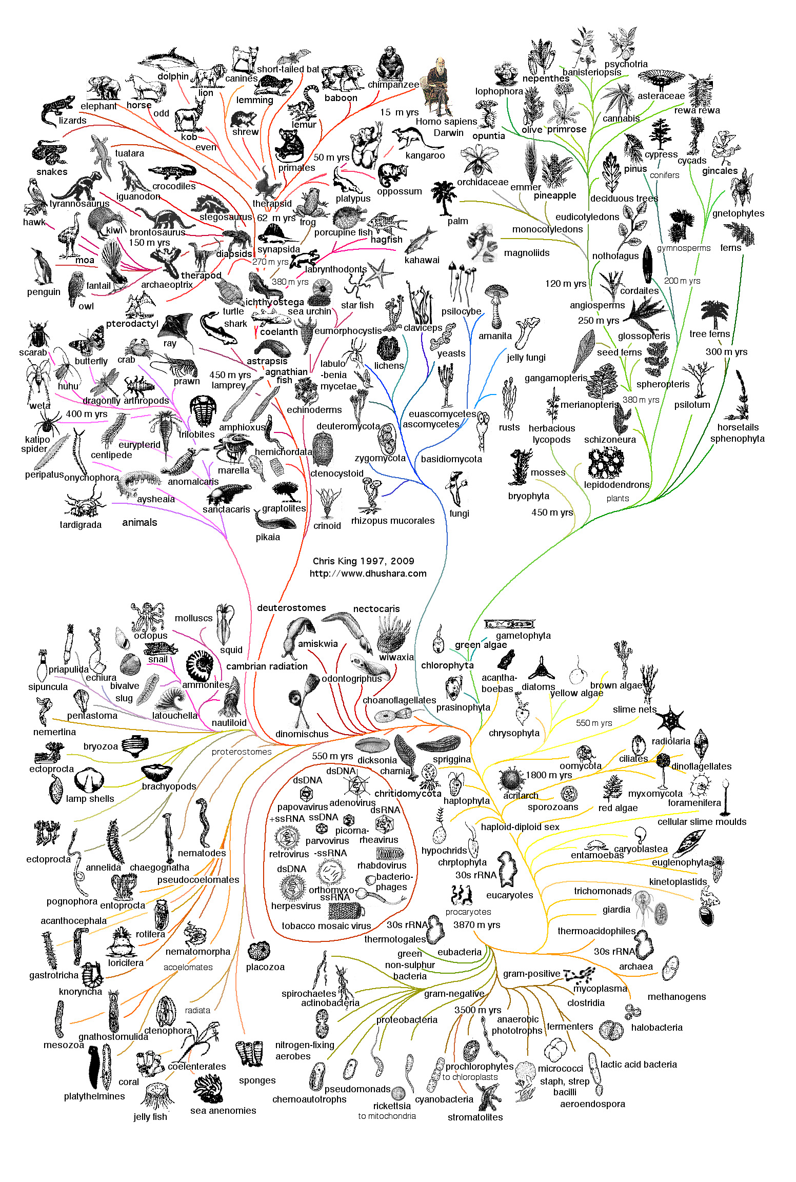 Evolutionary Chart Of Life