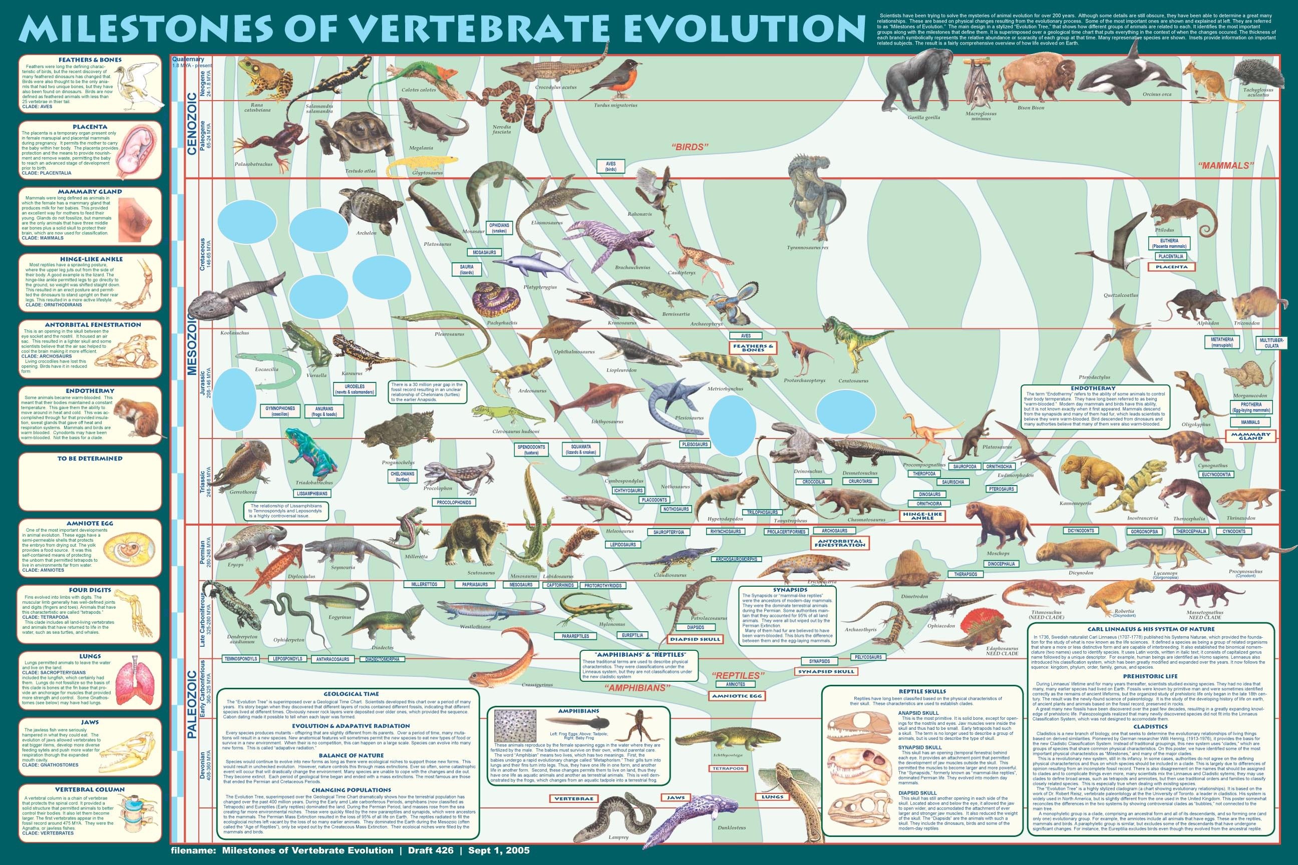 Animal Evolution Timeline Chart