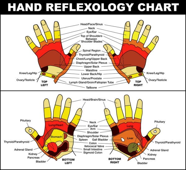 Reflexology Chart Hands  Reflexology Chart – Hands