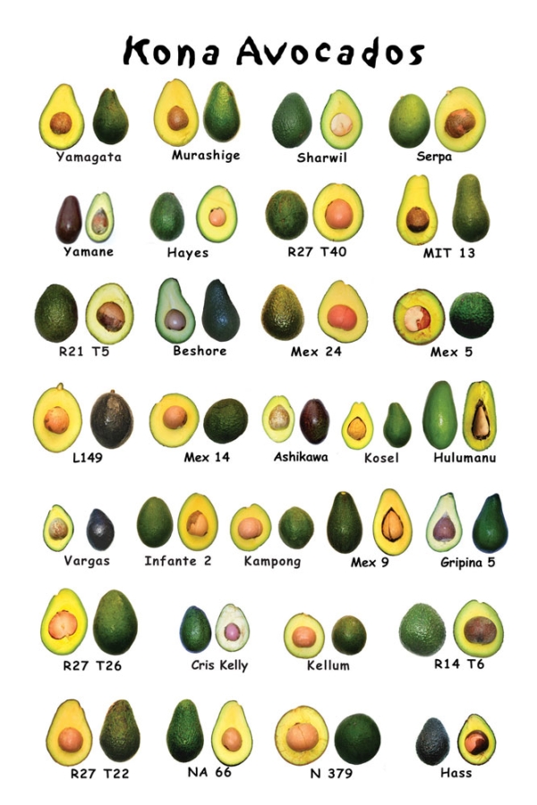 Avacado Types  The Different Types of Avocados