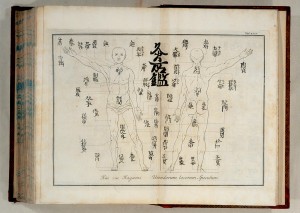 Acupuncture Chart