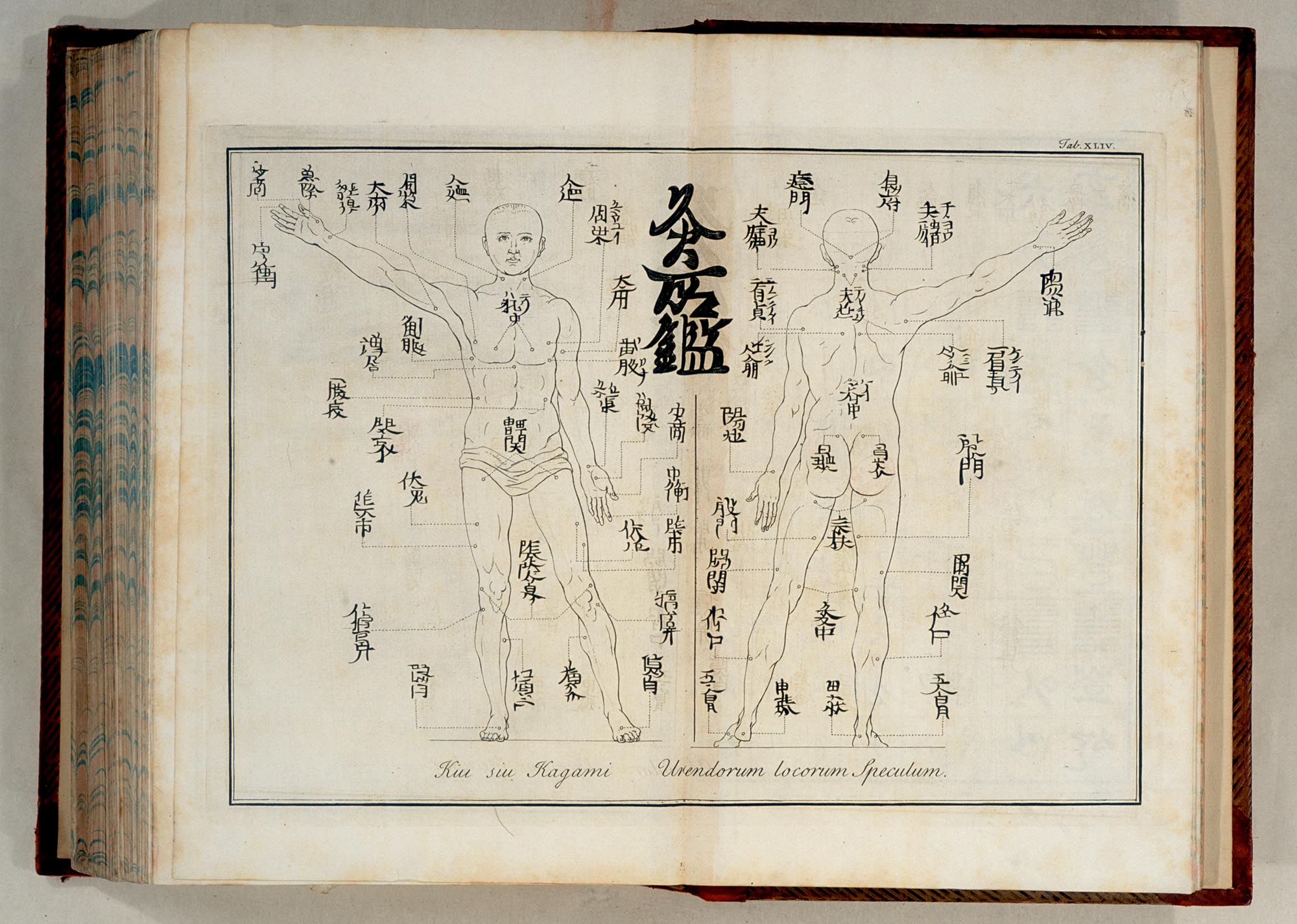 The Acupuncture Chart is a way through which the essence-vigor regarded as “qi” courses, in conventional Chinese medication.