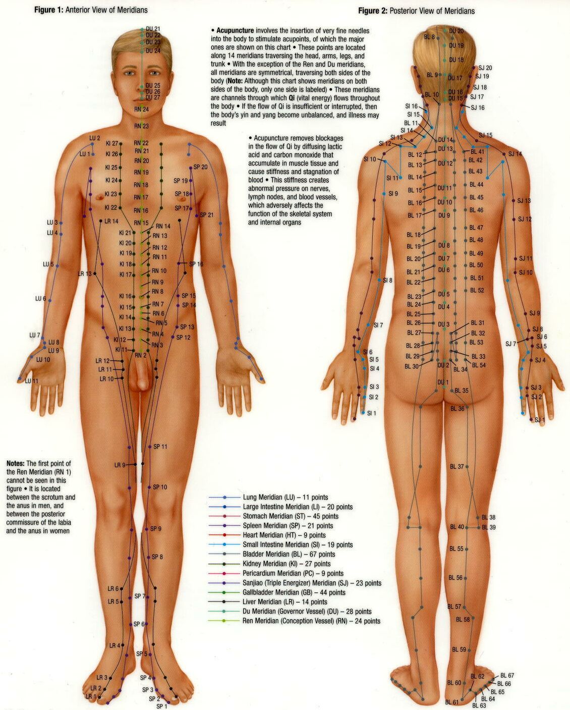 Acupuncture Points are regions on the figure that are the core of needle treatment, force indicate back rub, sonopuncture and laser needle help prescription. A few hundred needle help demonstrates […]