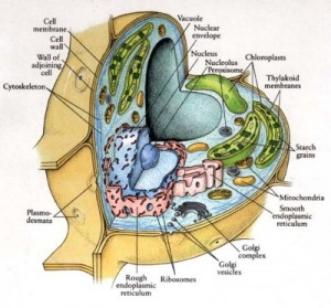 Anatomy Cytoplasm