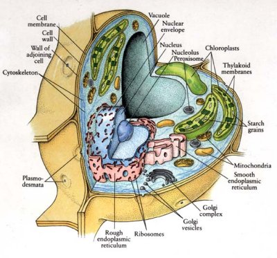 The cytoplasm is the gel-such as substance living within the phone film keeping every last trace of the phone’s inward sub-structures (called organelles), outside the core. Every last trace of […]