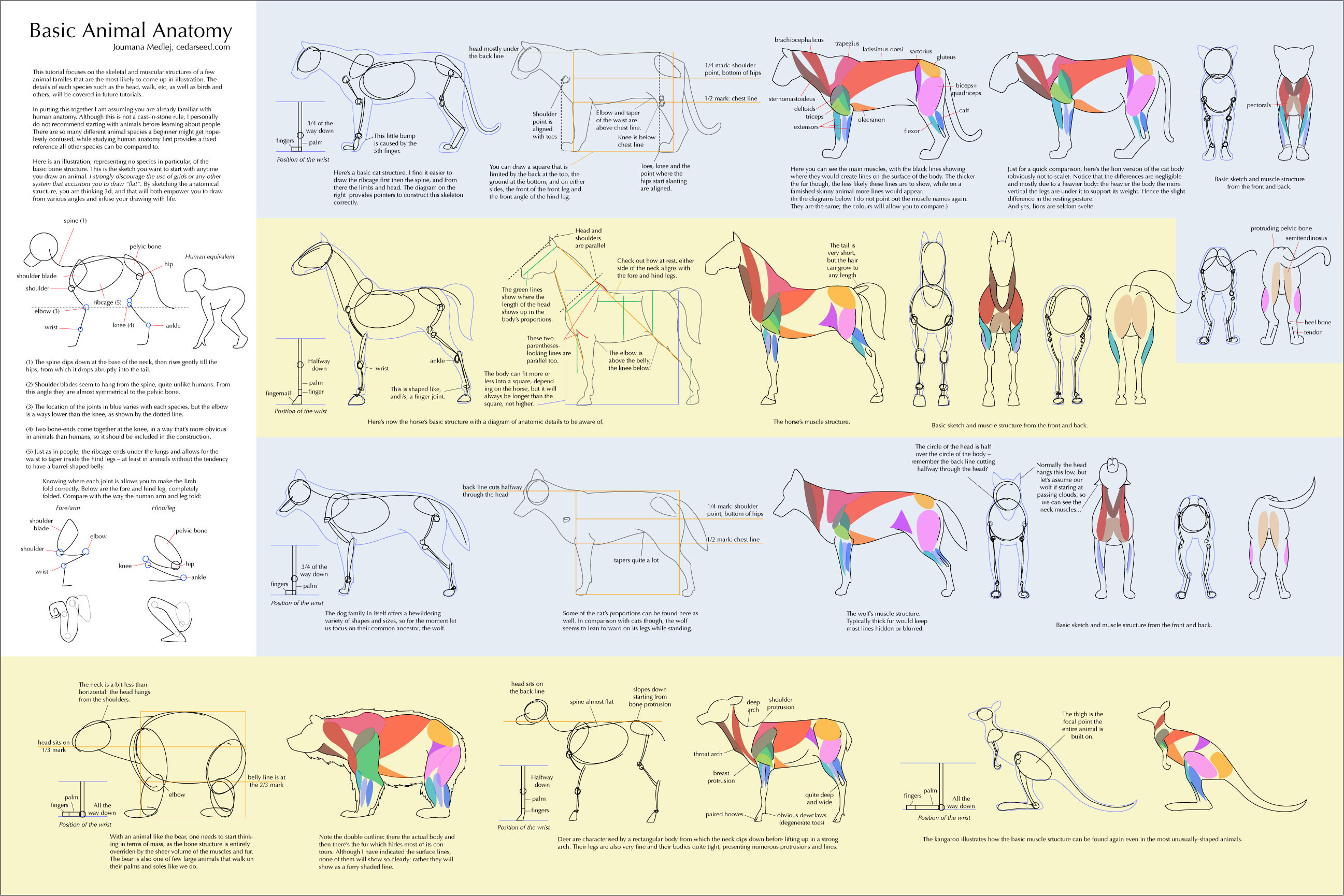 This focuses on the skeletal and muscular structures of a few animal families. Its in illustration that represents no species in particular of the basc bone structure.