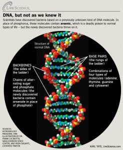 Arsenic in DNA