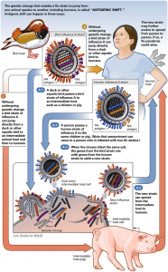 Avian & Swine Flu