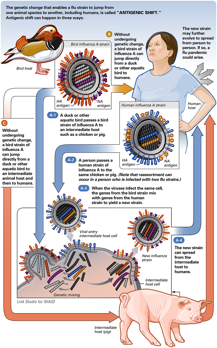 Avian Swine Flu, consistently viewed as flu, is a powerful infection of flying animals and generally developed animals launched by RNA viruses of the family Orthomyxoviridae, the influenza viruses. The […]