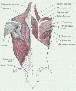 Back Muscles