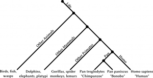 Biological Tree A