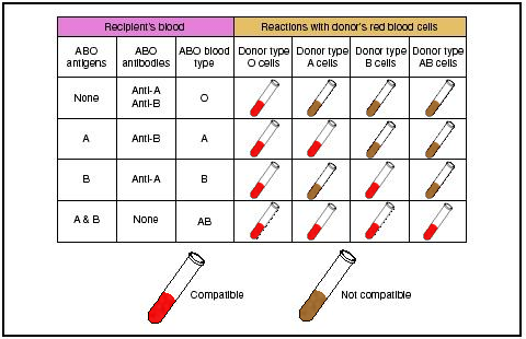A blood type consists of of blood based on the presence or absence of inherited antigenic substances on the surface of red blood cells.