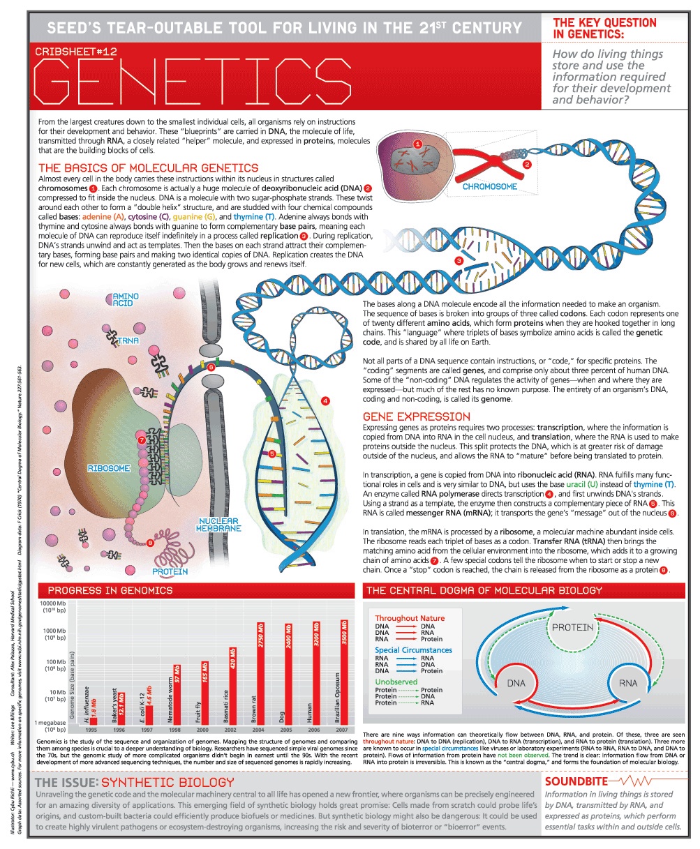 Genetics a moderation of diagnosis, is the exploration of genes, heredity, and change in living organisms. Heredity bargains with the sub-atomic structure and capacity of genes, gene conduct in setting […]