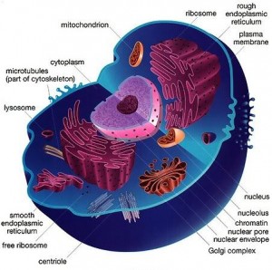 Cell Anatomy A