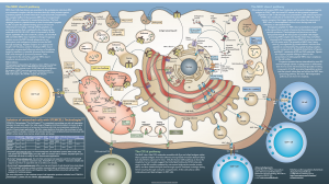 Cell Anatomy B