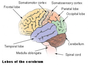 Cereberal Lobes