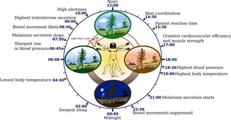 A circadian musicality is any biotic process that presentations an endogenous, entrainable directing of around the degree of 24 hours. The suggested rhythms are determined by a circadian timekeeper, and […]