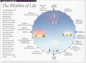 Circadian Rythm