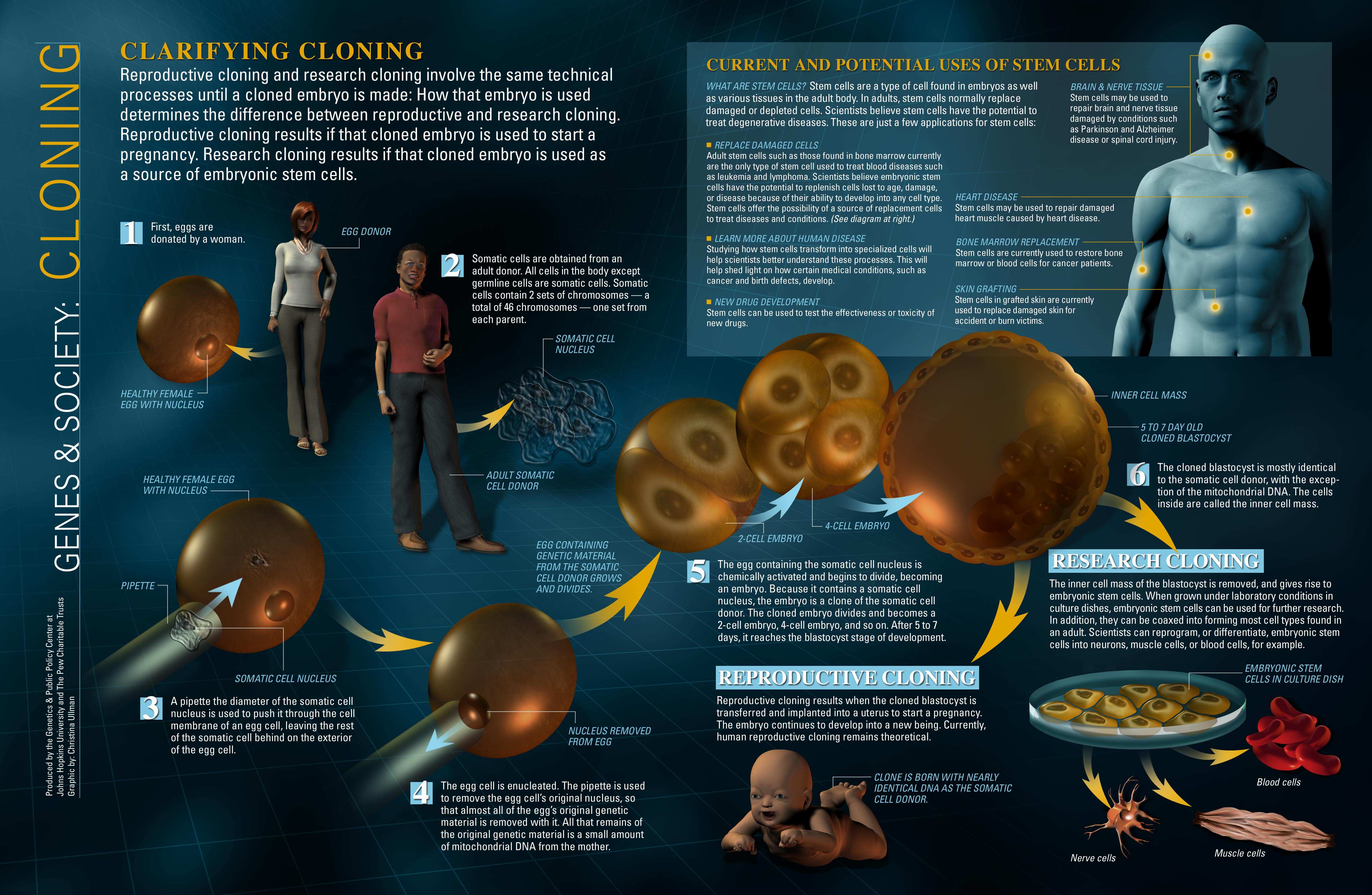 Cloning in science is the method of transforming comparable inhabitant numbers of hereditarily indistinguishable people that happens in nature when living beings for example microscopic organisms, bugs or plants repeat […]