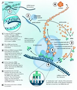 DNA