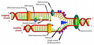 DNA