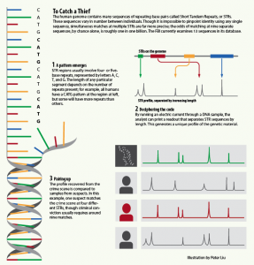 DNA Identification