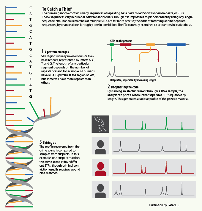 DNA profiling (likewise called DNA testing, DNA sorting, or hereditary fingerprinting) is a method utilized by scientific researchers to support in the ID of people by their individual DNA profiles. […]