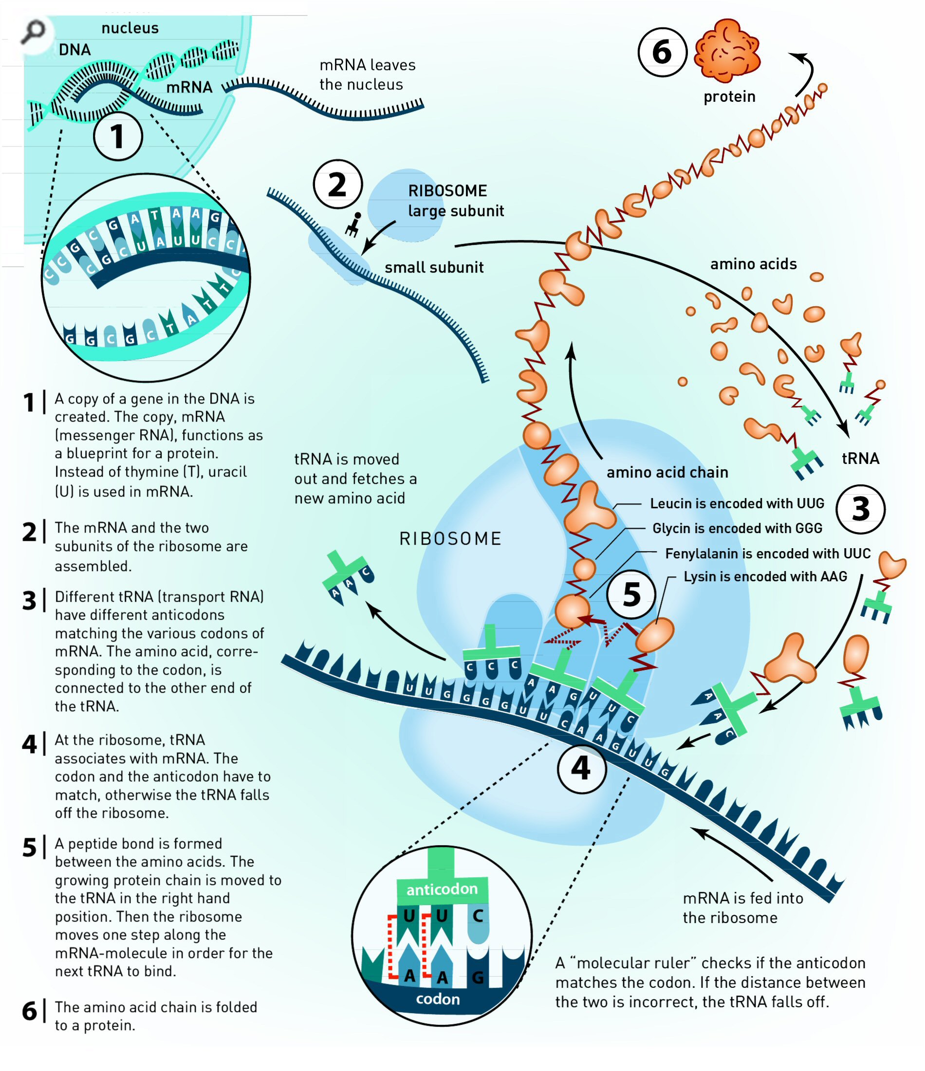 Within units, DNA is made into developed structures called chromosomes. Around cell division the suggested chromosomes are replicated in the system for DNA replication, giving each unit it is specific […]