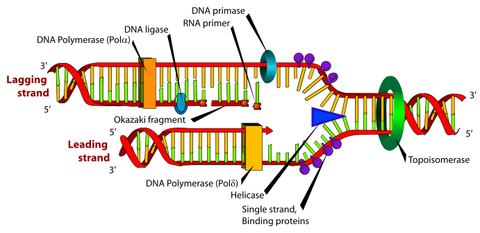 DNA is an extended polymer produced out of rehashing units called nucleotides. DNA was first distinguished and segregated by Friedrich Miescher and the twofold helix structure of DNA was first […]