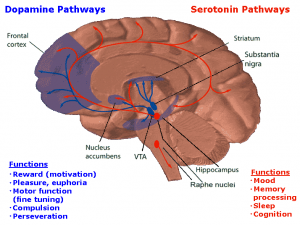Dopamine & Seratonin Pathways