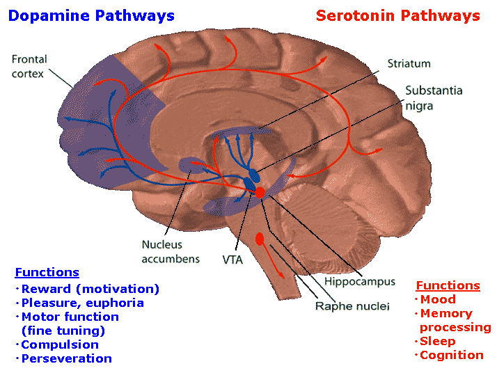 A dopamine reuptake inhibitor (DRI, DARI) is a sort of pill that enactments as a reuptake inhibitor for the neurotransmitter dopamine by hindering the movement of the dopamine transporter (DAT). […]