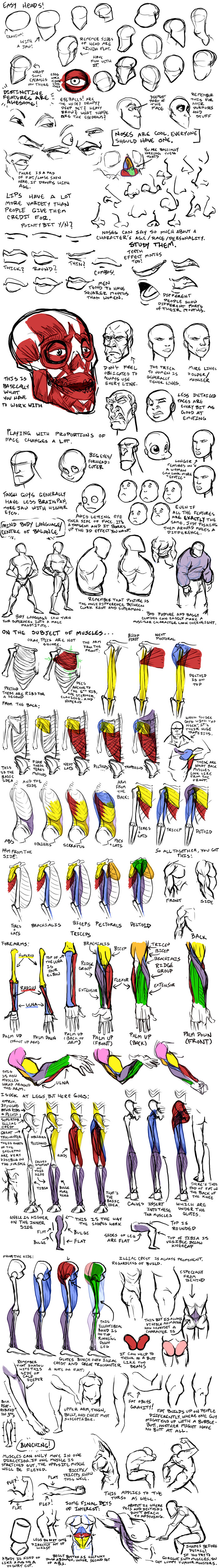 Clear steps on how to draw human muscles