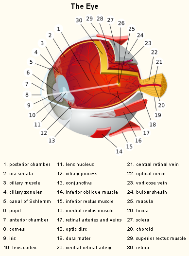 Eye Anatomy Chart A