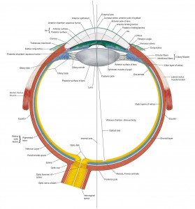 Eye Anatomy Chart B
