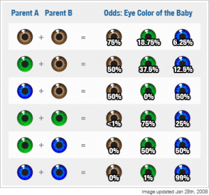 Eye Color Genetics