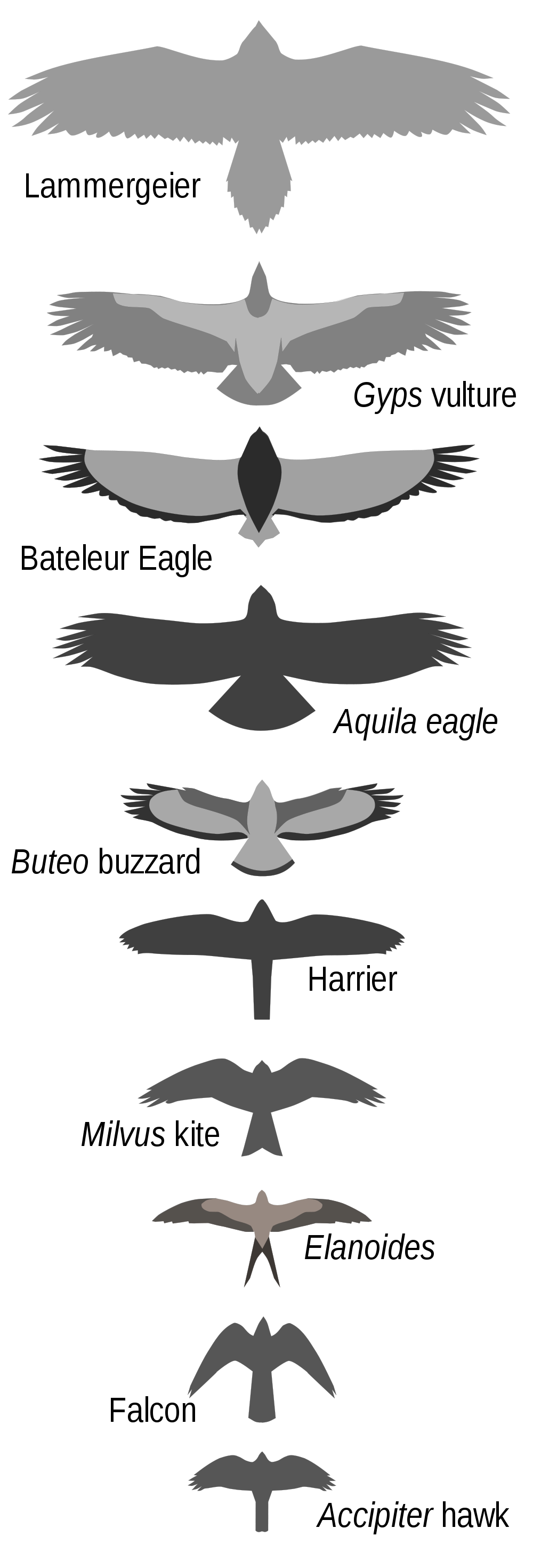 Bird Wingspan Chart