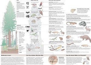 Forest Biodiversity