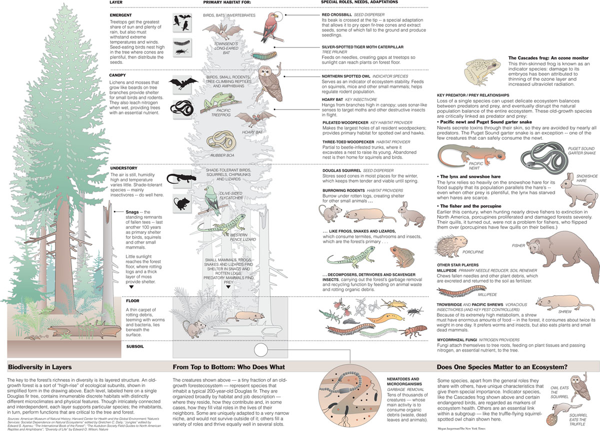 Old-development woodlands are frequently naturally various, and home to extraordinary species, scared species, and jeopardized species of plants and creatures, for example the northern spotted owl, marbled murrelet and fisher, […]