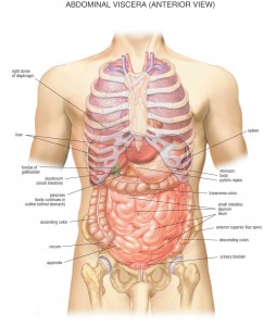 HB Abdominal Viscera Anterior