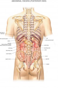 HB Abdominal Viscera Posterior