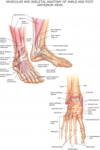 HB Anatomy Feet