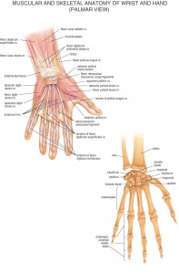 HB Anatomy Hands
