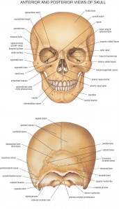 HB Anatomy Skull