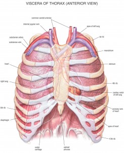 HB Anatomy Thorax