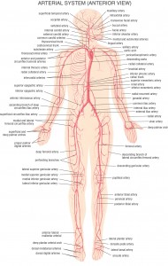 HB Arterial System